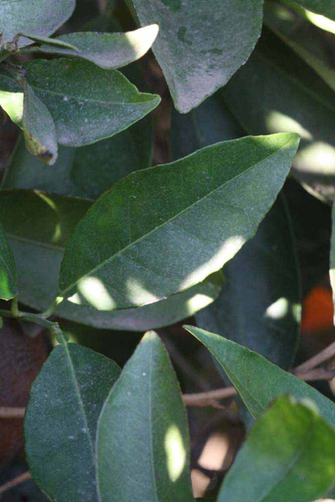            Shade leaves (Riverside, CA)   